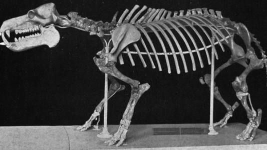 Descubren fósiles de diez hipopótamos enanos en isla griega de Creta