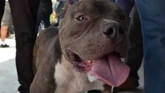 Córdoba: Una nena fue atacada por un perro de la familia se recupera favorablemente