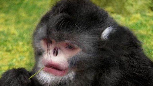 Hallazgo en el Himalaya: descubrieron un mono sin nariz que estornuda cuando llueve