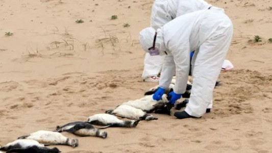 Hallaron más de 300 pingüinos muertos en la costa uruguaya