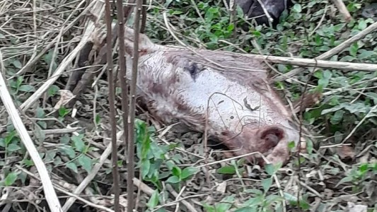 Horror en Córdoba: investigan si están vendiendo la carne de caballos robados