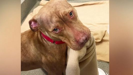 El tierno video del perro pitbull que hace su cama con su hocico