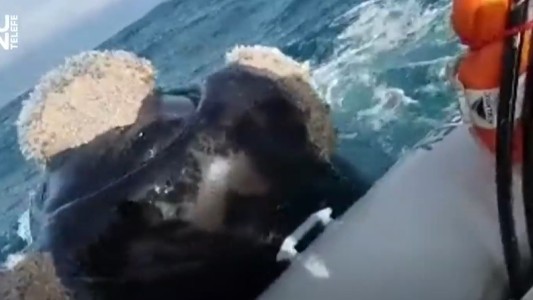 Video: una ballena se posó en un bote