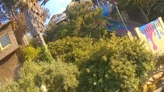 Estados Unidos: un auto voló por los aires y se estrelló contra un árbol