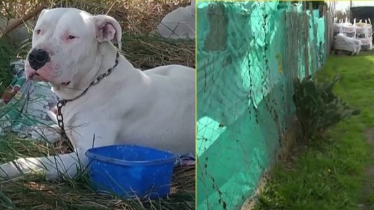 Se le escapó el perro dogo y lo encontró asesinado