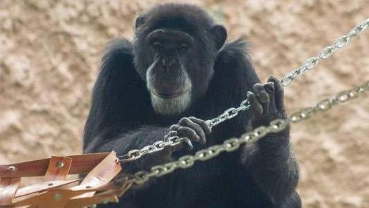 Escándalo en Colombia por los chimpancés del Bioparque Ukumarí: los mató la Policía y el Ejército - #Flashchat