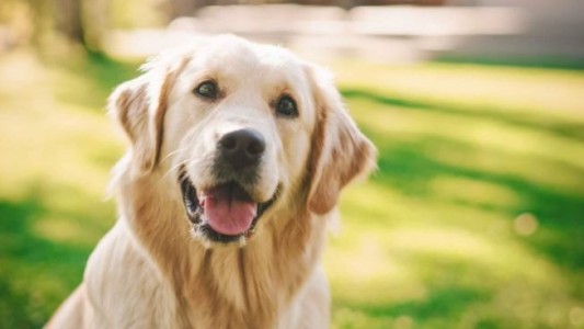 Ordenan indemnizar a una mujer porque un Golden Retriever le arrancó la nariz