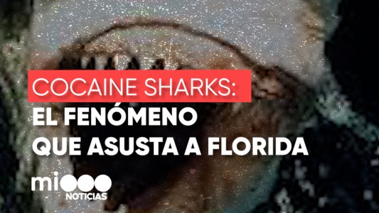 "Cocaine Sharks": el fenómeno que asusta a Florida