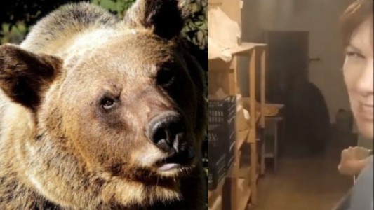 Rusia: el insólito ataque del oso bajonero - #Flashchat