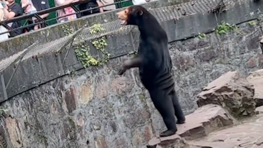 ¿Personas disfrazadas de osos? La respuesta del zoológico acusado