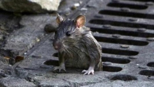 Video: una gran cantidad de ratas merodea la ciudad de Nueva York