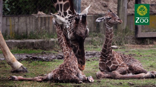 Nacieron jirafas mellizas en el zoo porteño