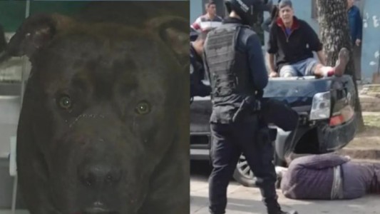 Dieron de alta al pitbull que fue baleado por un policía después de atacar a cinco personas