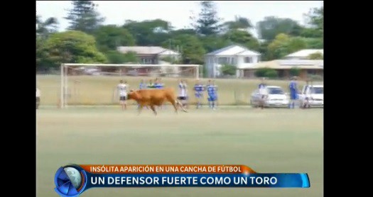 Un defensor fuerte como un toro