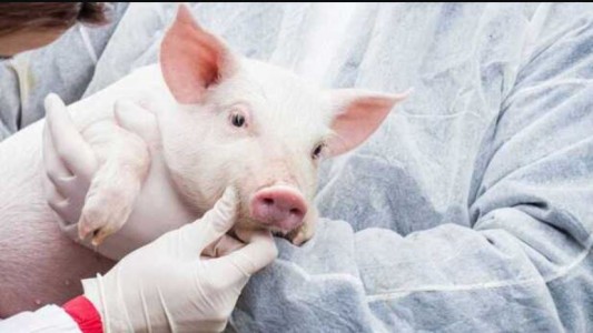 Un riñón de cerdo funciona en una persona desde hace más de un mes