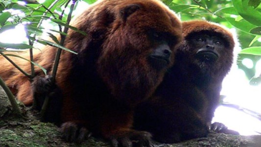 Alerta por fiebre amarilla: Misiones y Corrientes activaron los protocolos sanitarios por un mono infectado en Brasil