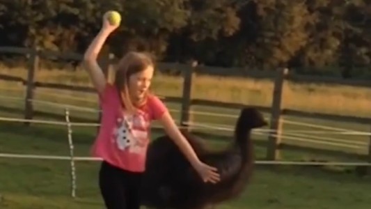 Video: Un avestruz, el mejor amiga de una nena