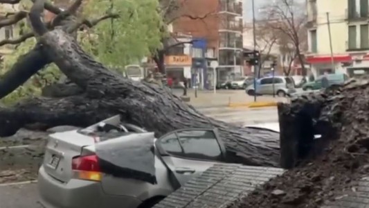 Destrozos por el temporal: se cayó un árbol sobre un auto en Chacarita