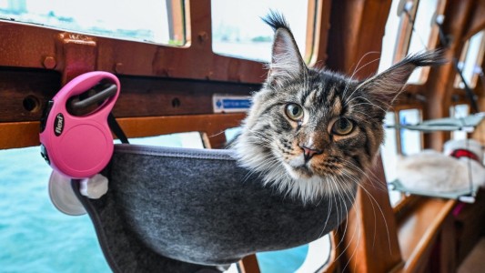 En imágenes: crucero para gatos