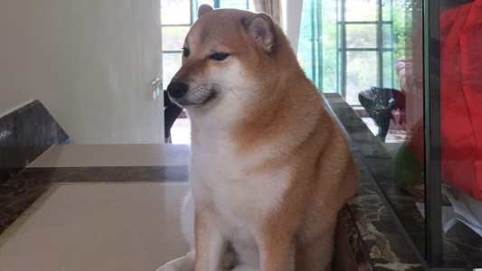 Murió "Cheems", el perro de los memes virales: conocé su historia