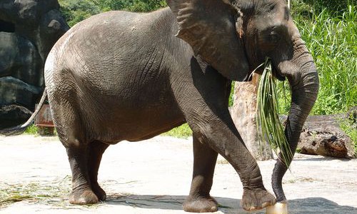Indemnizan a una mujer que recibió un piedrazo de un elefante en un zoológico