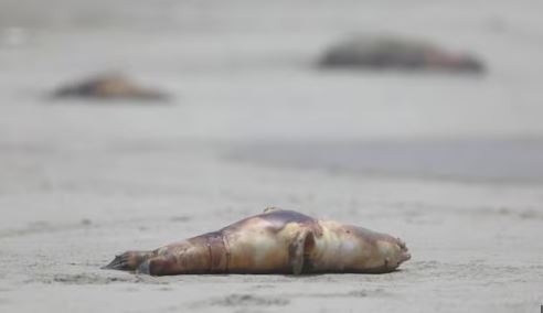 Detectaron gripe aviar en más de una decena de lobos marinos muertos en playas de Viedma