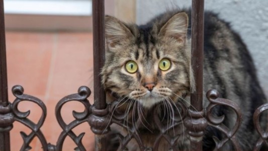 El robo del gato "Mishu": la Cámara abrió la puerta para la "probation" de los acusados