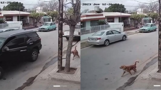 Perrito malvado: arrancó la camioneta, chocó y huyó - #Flashchat
