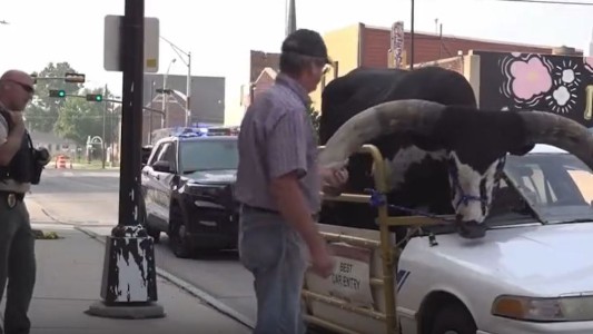 Video: un hombre condujo varios kilómetros con un toro en el asiento del copiloto