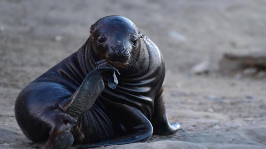 El SENASA recomendó "medidas preventivas" ante la mortandad de lobos marinos por gripe aviar