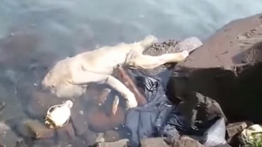 ¿Hallaron un chupacabras en Paraguay?