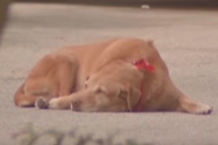 La emotiva reacción de un perro al morir su dueña atropellada