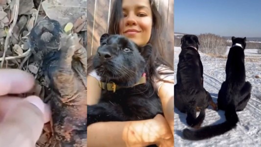 Rescató una cría sin saber que se trataba de una pantera: terminó integrada a la familia