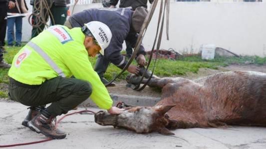 Perdieron a su yegua: la rescataron en una alcantarilla - #FlashChat