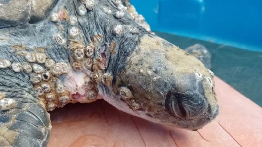 Video: Rehabilitan a una tortuga verde de un grave cuadro de hipotermia