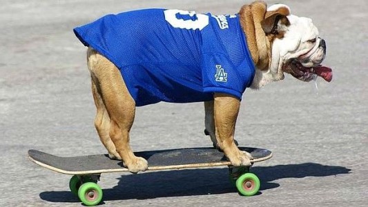 Murió Tillman, el perro "skater"