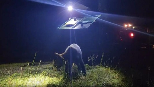 ¡Era de verdad! Atraparon a una osa real en Disney - #FlashChat