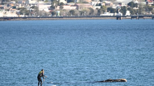 Una mujer a bordo de una tabla ahuyentó a una ballena con su cría en el Golfo Nuevo