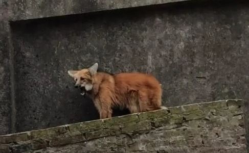 Santa Fe: Rescatan a un lobo aguará guazú en el techo de una vivienda