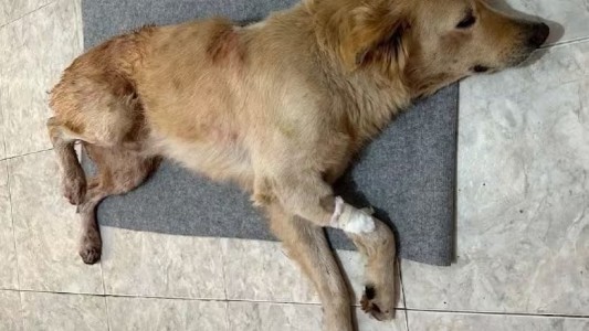 Imágenes sensibles: acuchilló al perro de su vecino sin mediar palabras y fue detenido