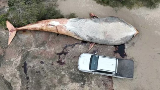 Encontraron una ballena de 20 toneladas muerta en una playa de Colonia