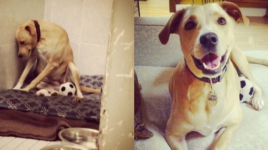 “El perro más triste del mundo” tuvo su final feliz