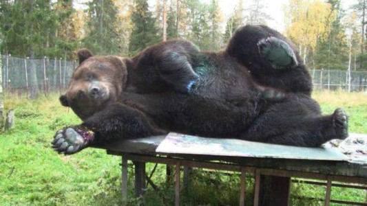 Juuso, el oso pintor que triunfa en Finlandia con su arte abstracto