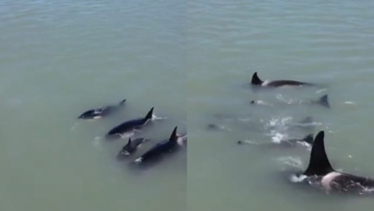 Un grupo de orcas nadó cerca de las costas de Quequén