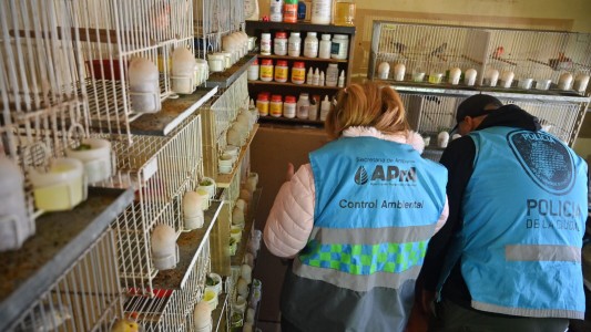 Rescatan aves hacinadas en un criadero ilegal en la ciudad de Buenos Aires