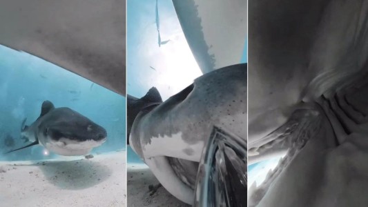 Tiburón se tragó una cámara: así se ve por dentro - #FlashChat