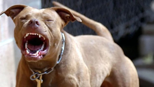 Un hombre fue atacado por un perro y tuvieron que amputarle parte del brazo