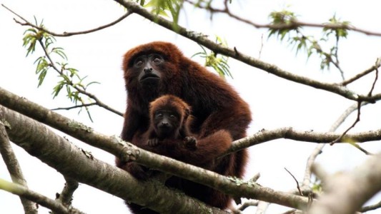 Buscan reintroducir en Argentina al mono aullador rojo trayendo ejemplares de Brasil