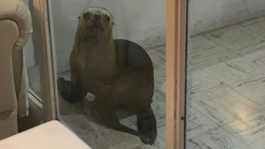 Se despertó y encontró un lobo marino en la puerta de su casa