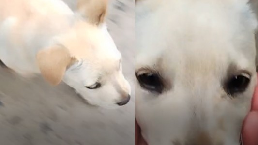 Emocionante: volvía de votar, una cachorra lo siguió y terminó adoptándola